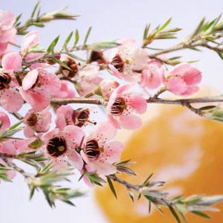 But Manuka honey in Malaysia