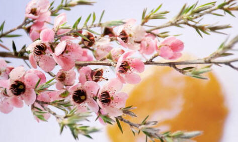 But Manuka honey in Malaysia